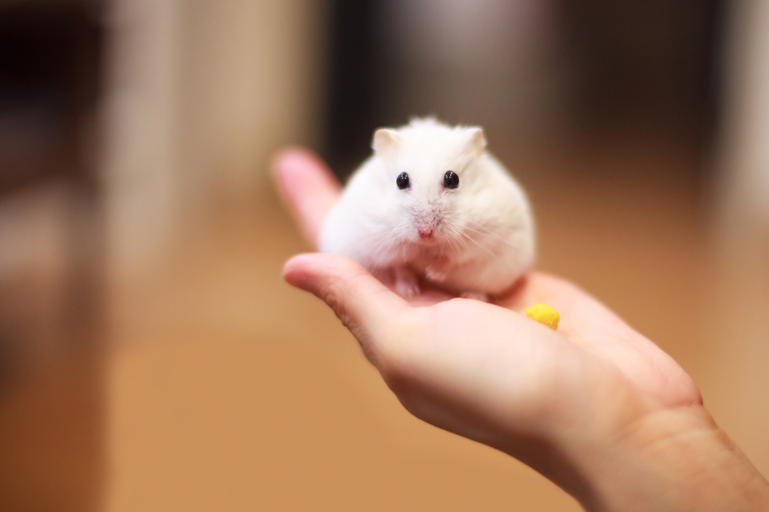 Keeping a Hamster as a Pet_ Care Basics, Environment, and Common Mistakes